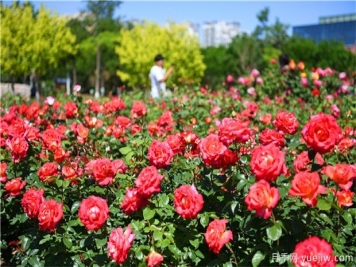 月季花黑斑病如何防治呢？