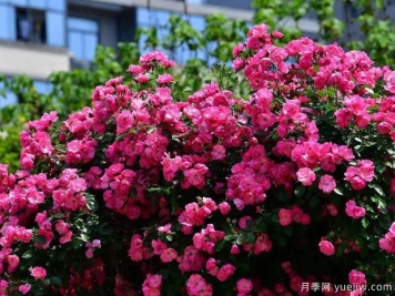 武漢新增多條絕美月季花道，江城處處花海景觀