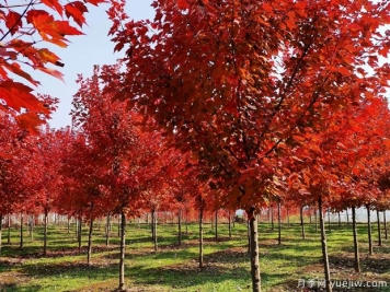 美國紅楓和日本紅楓的區(qū)別？哪個好？