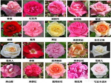 北京園科院自育月季萬(wàn)里挑一，提升北京城的氣質(zhì)與顏值