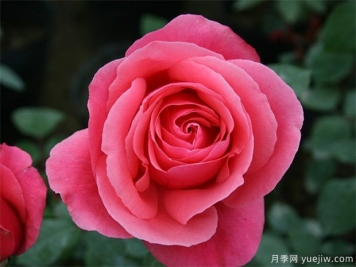rose是什么，玫瑰和月季的區(qū)別到底在哪！