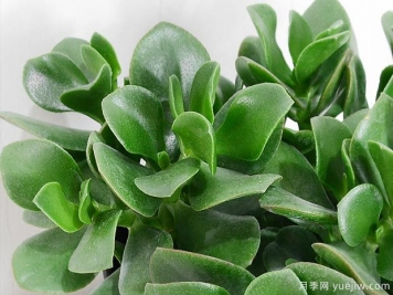 多肉植物之玉樹圖片和養(yǎng)護