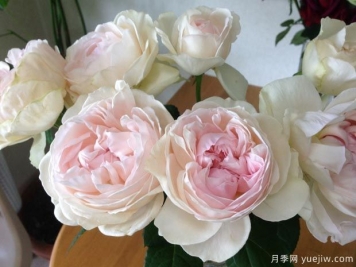 伊芙心愿月季/許愿之心月季