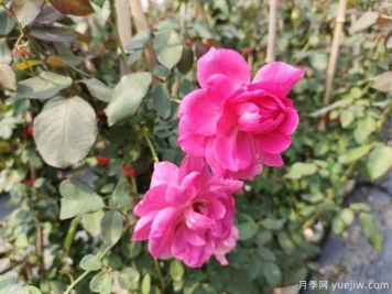 藤本月季大游行的優(yōu)缺點(diǎn)是什么？