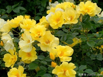 檸檬酒月季的優(yōu)缺點(diǎn)是什么？