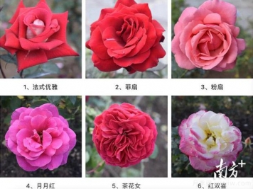 東莞植物園83個月季花品種盛放，教你如何種月季