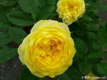 聊聊金絲雀月季為什么貴？