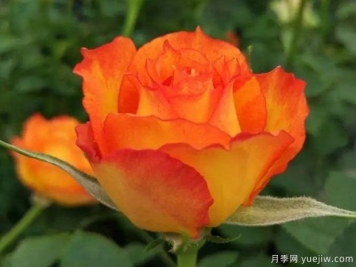 永遠(yuǎn)的埃斯托里爾月季/火焰月季