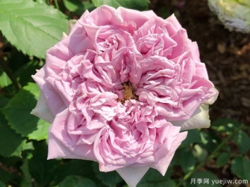 藍色羅馬月季