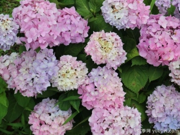 不同品種的繡球開花后如何修剪？