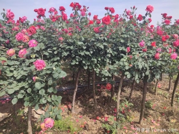 南陽(yáng)內(nèi)鄉(xiāng)月季村收入近億元，種植樹(shù)狀月季走上快車(chē)道