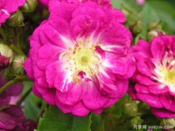 永恒藍調(diào)月季/永恒藍色月季