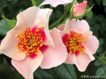 紅色見(jiàn)你月季/再見(jiàn)紅色月季
