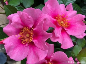 粉色見(jiàn)你月季/再見(jiàn)粉色月季