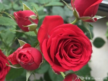 8個(gè)陽(yáng)臺(tái)盆栽月季經(jīng)典品種推薦