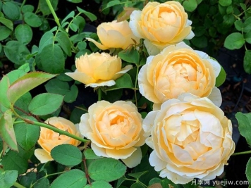 推薦6個(gè)藤本月季品種，一年長(zhǎng)成花墻，四季花開(kāi)不斷