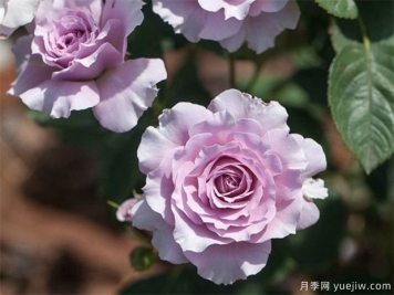 蜻蜓月季，喜歡紫色花必須入手