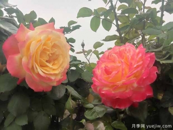 防治7種蟲(chóng)害，秋天養(yǎng)月季很容易
