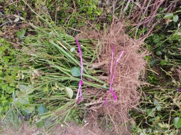 月季裸根苗到手后該如何處理，裸根苗的正確栽植方法