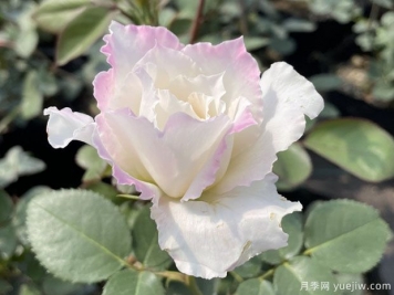 樂(lè)柏月季/勒布朗月季