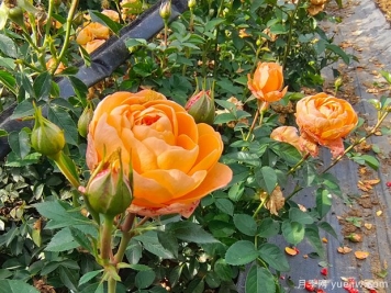 果汁陽(yáng)臺(tái)大缽美植袋苗基地批發(fā)