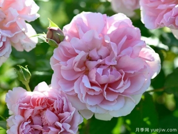 安托瓦內特月季/絕代艷后月季