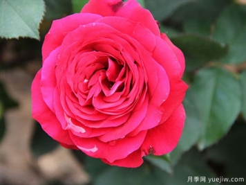 黑旋風月季