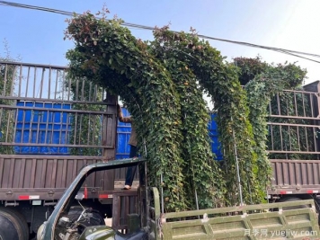 大型造型拱門月季紅色景點(diǎn)花廊