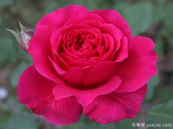 恩典女王月季/格蕾絲王后
