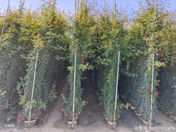 3米高藤本月季用于綠化花墻和拱門(mén)