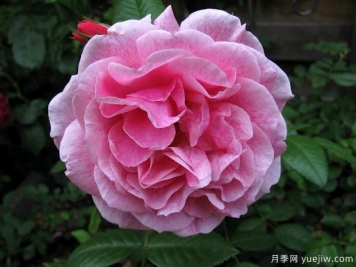 亞瑟王宮月季/柯萊特/卡米洛特