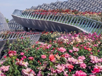 上海辰山植物園月季園獲世界優(yōu)秀月季園稱(chēng)號(hào)