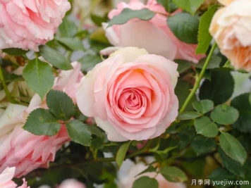 月季花如何施肥能花多色艷？月季施肥時(shí)間注意點(diǎn)