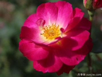 至高無上月季