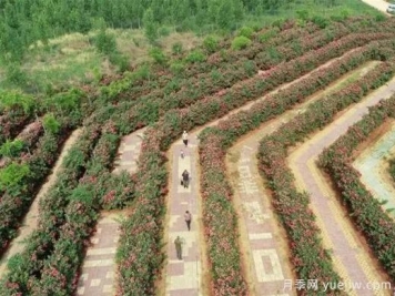 河北邢臺柏鄉(xiāng)：月季迷宮花開引游人