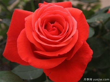 花友寶典，月季養(yǎng)護(hù)要點(diǎn)說明書