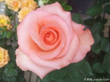 唐紅月季(中國)