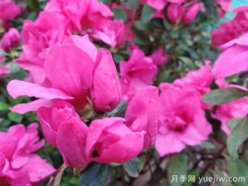  如何把杜鵑花養(yǎng)好？做好四點，花開熱情四季可賞