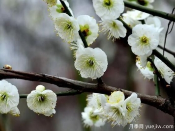 綠萼華--梅花珍品，詩歌贊分享