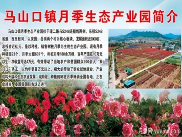 南陽(yáng)內(nèi)鄉(xiāng)馬山口鎮(zhèn)月季生態(tài)產(chǎn)業(yè)園簡(jiǎn)介