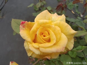 黃玫瑰代表什么意思？黃玫瑰寓意？黃玫瑰的花語是什么？