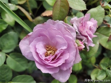藍玫瑰花語是什么？藍玫瑰代表什么意思？