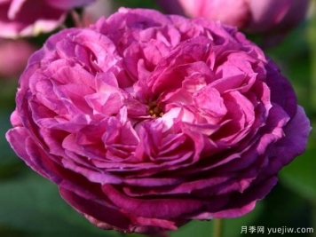 香水花環(huán)月季/香水門廊