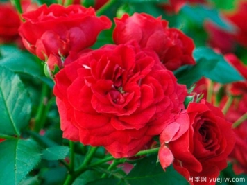 紅寶石花環(huán)月季