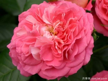 鮭紅花環(huán)月季