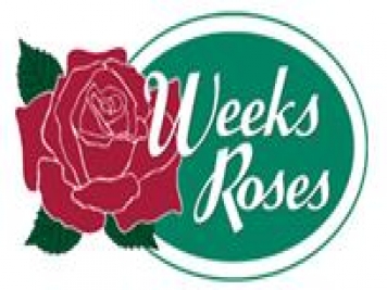 月季育種家：美國(guó)威克斯月季公司(Weeks Roses)