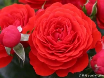 珊瑚花環(huán)月季