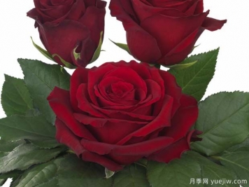 探險(xiǎn)家月季/探索者月季