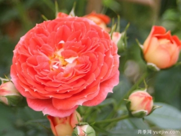 明星卡門(mén)月季