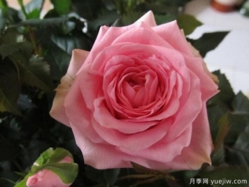 詩(shī)人柯德娜月季/香港粉月季